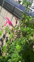 2012071108160000.jpg